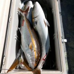 ファイヤードルフィン 釣果