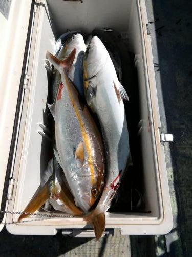 ファイヤードルフィン 釣果