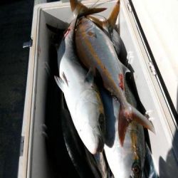 ファイヤードルフィン 釣果