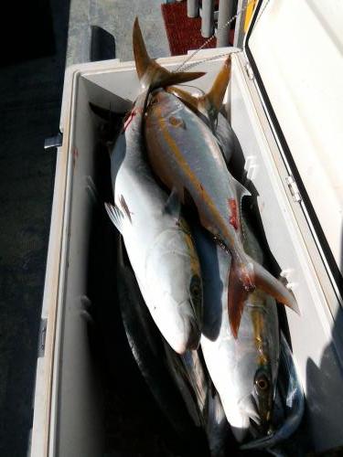 ファイヤードルフィン 釣果