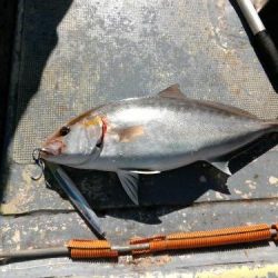 ファイヤードルフィン 釣果