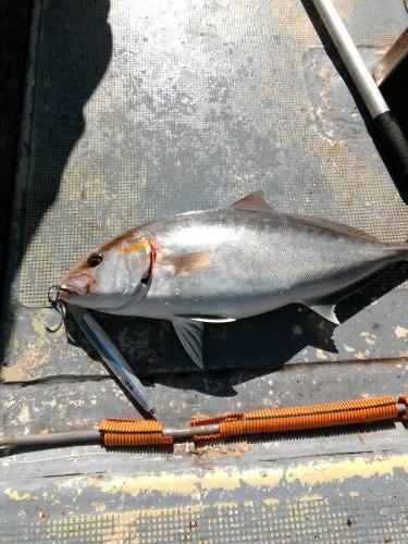 ファイヤードルフィン 釣果