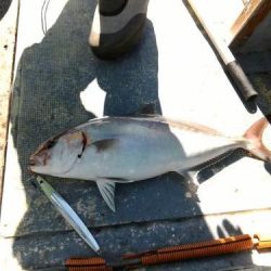 ファイヤードルフィン 釣果