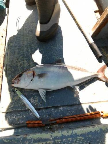 ファイヤードルフィン 釣果