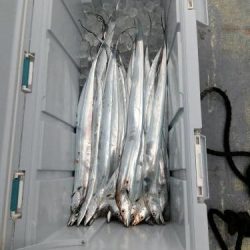 ファイヤードルフィン 釣果