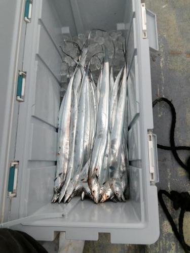 ファイヤードルフィン 釣果