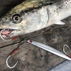 ファイヤードルフィン 釣果