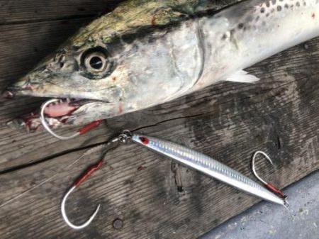 ファイヤードルフィン 釣果