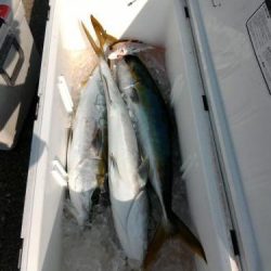 ファイヤードルフィン 釣果