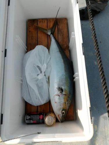 ファイヤードルフィン 釣果