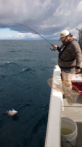 IDATEN(イダテン) 釣果