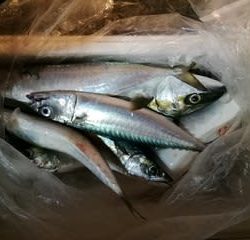松福丸 釣果