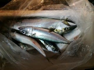 松福丸 釣果