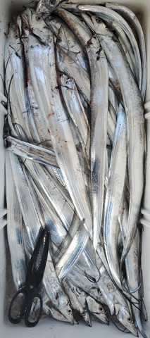 遊漁船　ニライカナイ 釣果