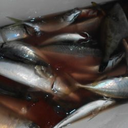 こうゆう丸 釣果