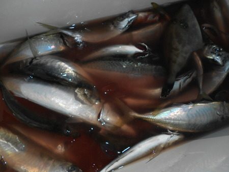 こうゆう丸 釣果