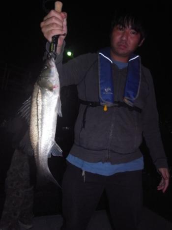 シーマジカル 釣果