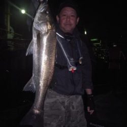 シーマジカル 釣果