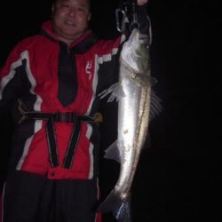 シーマジカル 釣果