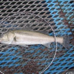 オリジナルメーカー海づり公園(市原市海づり施設) 釣果