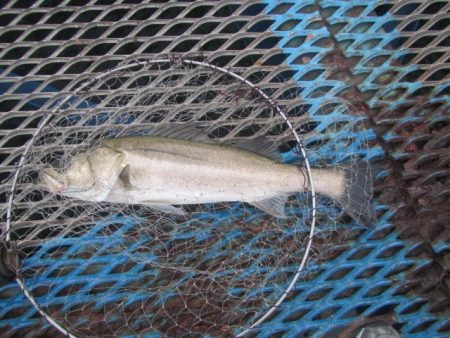 オリジナルメーカー海づり公園(市原市海づり…