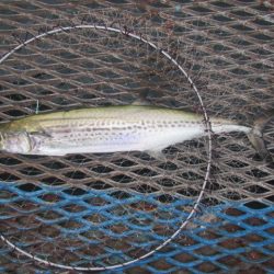 オリジナルメーカー海づり公園(市原市海づり施設) 釣果