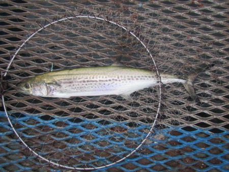 オリジナルメーカー海づり公園(市原市海づり施設) 釣果