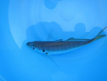 オリジナルメーカー海づり公園(市原市海づり施設) 釣果