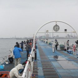 オリジナルメーカー海づり公園(市原市海づり施設) 釣果