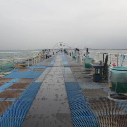 オリジナルメーカー海づり公園(市原市海づり施設) 釣果