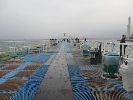 オリジナルメーカー海づり公園(市原市海づり施設) 釣果