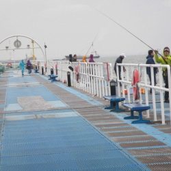 オリジナルメーカー海づり公園(市原市海づり施設) 釣果