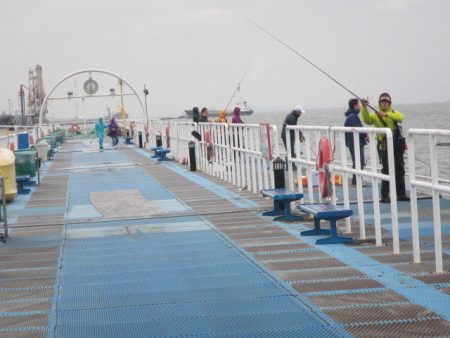 オリジナルメーカー海づり公園(市原市海づり施設) 釣果
