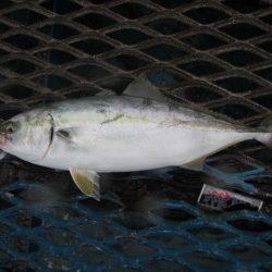 オリジナルメーカー海づり公園(市原市海づり施設) 釣果