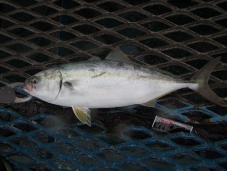 オリジナルメーカー海づり公園(市原市海づり…
