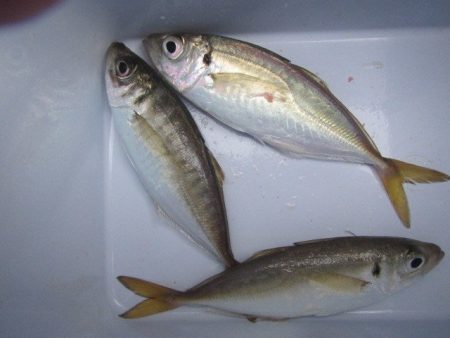 オリジナルメーカー海づり公園(市原市海づり施設) 釣果