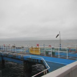 オリジナルメーカー海づり公園(市原市海づり施設) 釣果