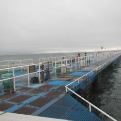 オリジナルメーカー海づり公園(市原市海づり施設) 釣果