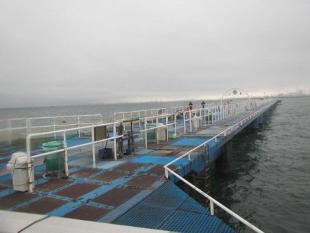 オリジナルメーカー海づり公園(市原市海づり施設) 釣果