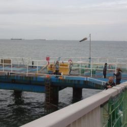 オリジナルメーカー海づり公園(市原市海づり施設) 釣果