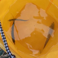 オリジナルメーカー海づり公園(市原市海づり施設) 釣果