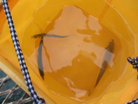 オリジナルメーカー海づり公園(市原市海づり施設) 釣果