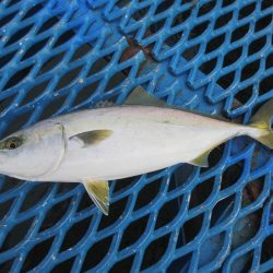 オリジナルメーカー海づり公園(市原市海づり施設) 釣果