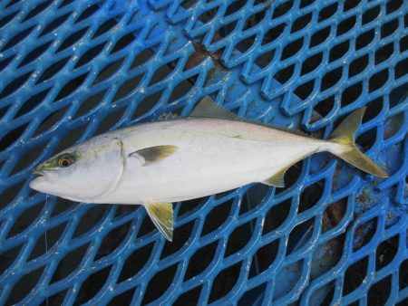オリジナルメーカー海づり公園(市原市海づり…