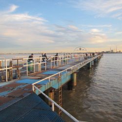 オリジナルメーカー海づり公園(市原市海づり施設) 釣果