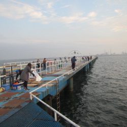オリジナルメーカー海づり公園(市原市海づり施設) 釣果