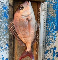 幸吉丸 釣果