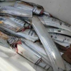 遊漁船 セトマリン 釣果