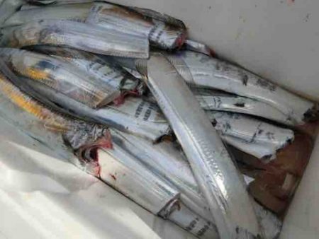 遊漁船 セトマリン 釣果