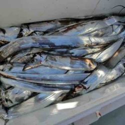 遊漁船 セトマリン 釣果